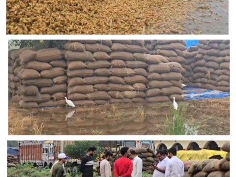 मंडी समिति में खुले में रखा हजारों कुंतल धान बारिश में भीगा,किसान बोले रजिस्ट्रेशन कराकर बेचने के लिए लाया हुआ भीग गया हजारों कुंतल धान