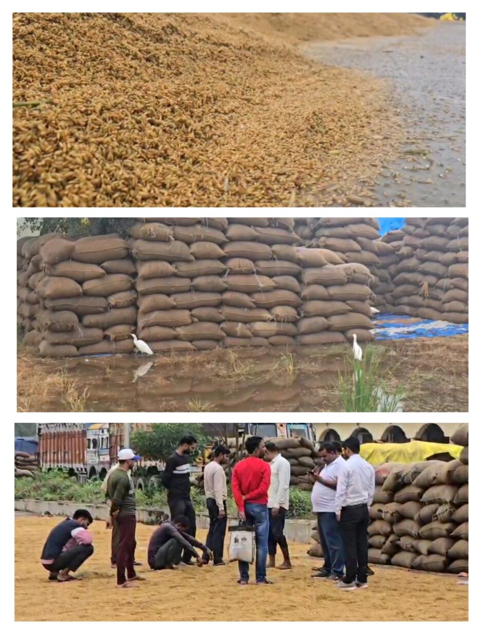 मंडी समिति में खुले में रखा हजारों कुंतल धान बारिश में भीगा,किसान बोले रजिस्ट्रेशन कराकर बेचने के लिए लाया हुआ भीग गया हजारों कुंतल धान