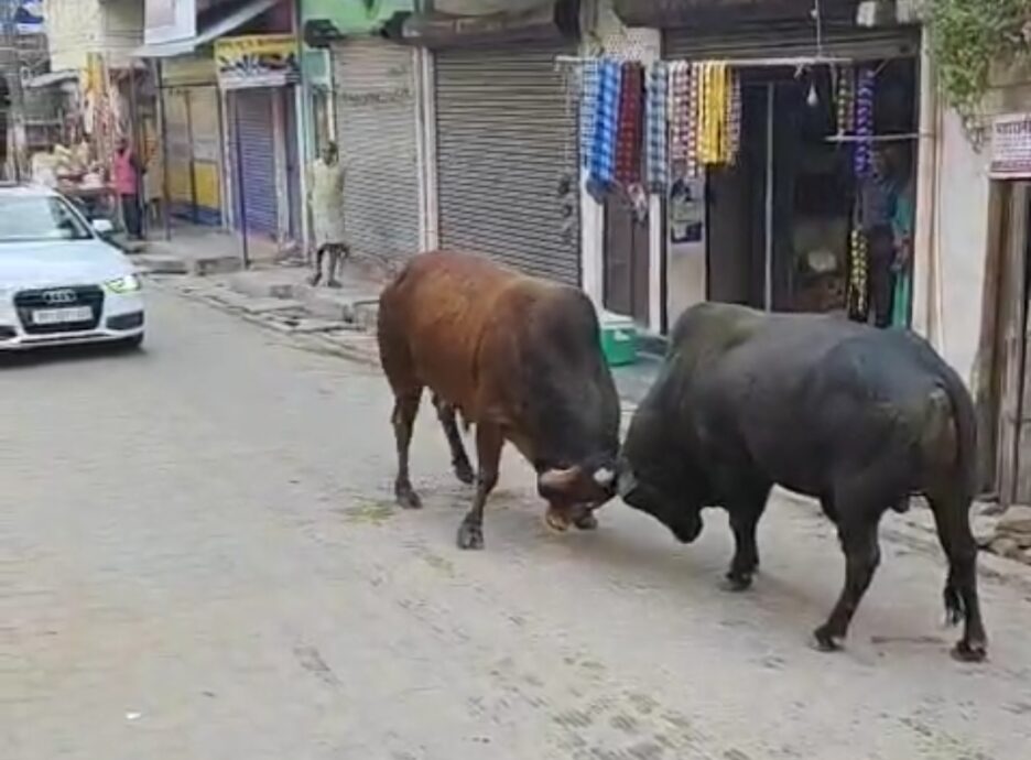 भरवारी में दो अन्ना पशुओं (सांडों ) की लड़ाई ने रोक दिया ट्रैफिक,जिम्मेदार बने मूकदर्शक