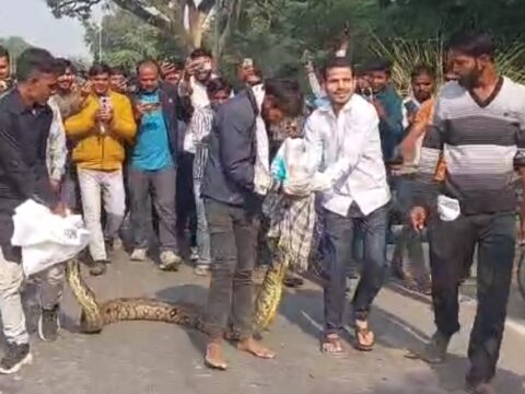 तालाब के पास विशाल अजगर मिलने से दहशत में ग्रामीण,कड़ी मशक्कत के बाद वन विभाग कर्मचारियों ने अजगर को पकड़ा