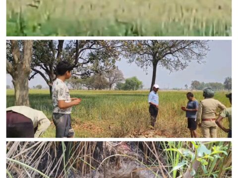 कौशाम्बी में खेतों में खूंखार जंगली जानवर दिखने से दहशत में क्षेत्र के लोग,वन विभाग की टीम जांच में जुटी