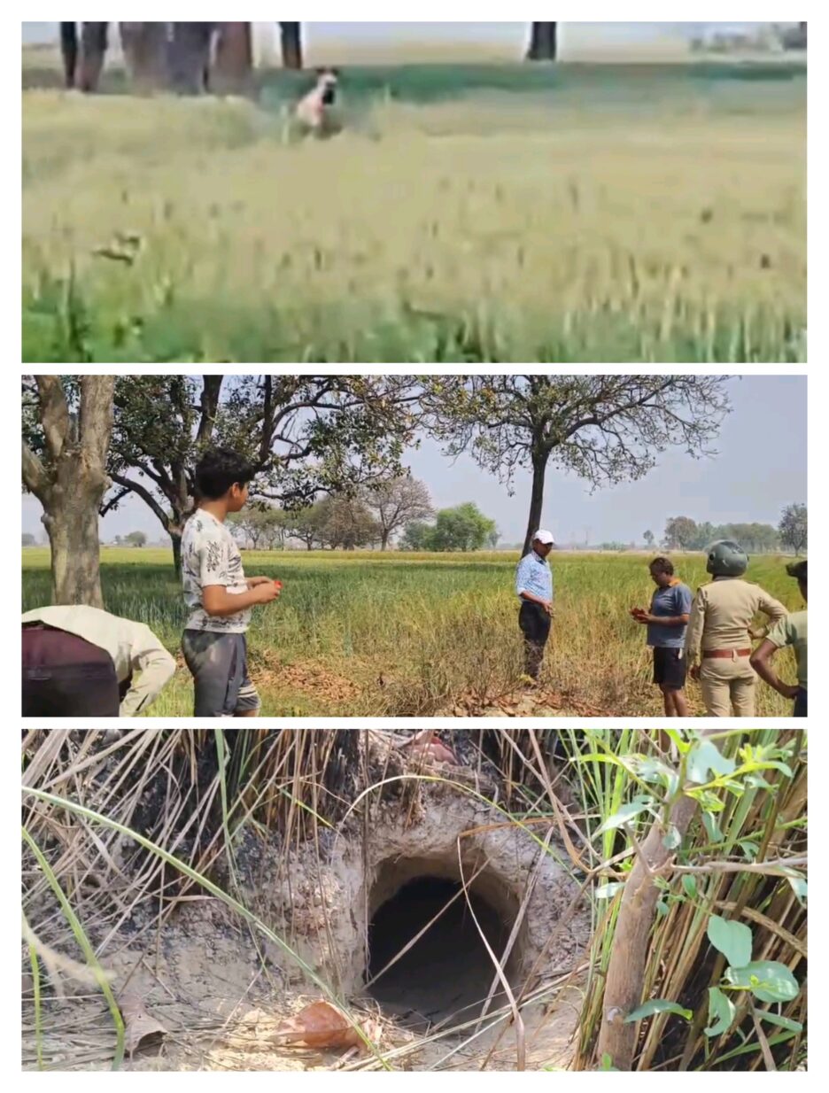 कौशाम्बी में खेतों में खूंखार जंगली जानवर दिखने से दहशत में क्षेत्र के लोग,वन विभाग की टीम जांच में जुटी