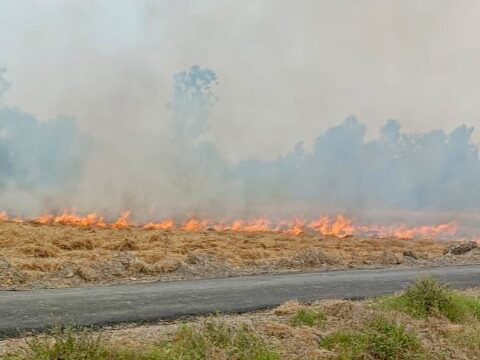 हाईवोल्टेज तार से निकली चिंगारी से गेहूं की फसल जलकर राख,किसानों को हुआ लाखों का नुकसान